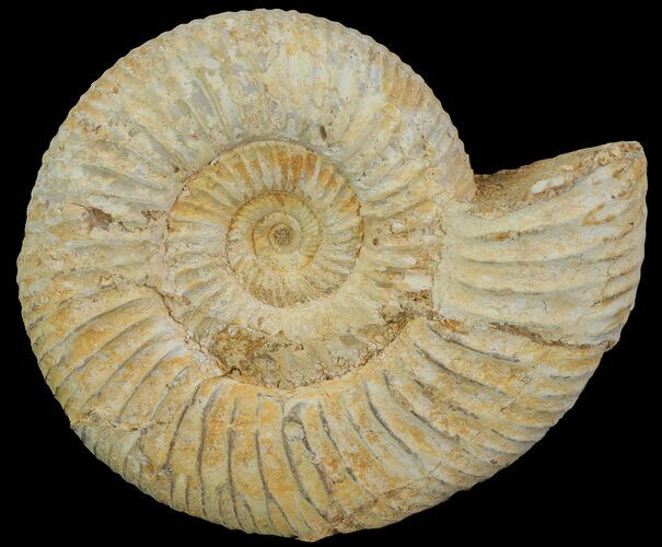 Perisphinctes Ammonite - Jurassic #68165